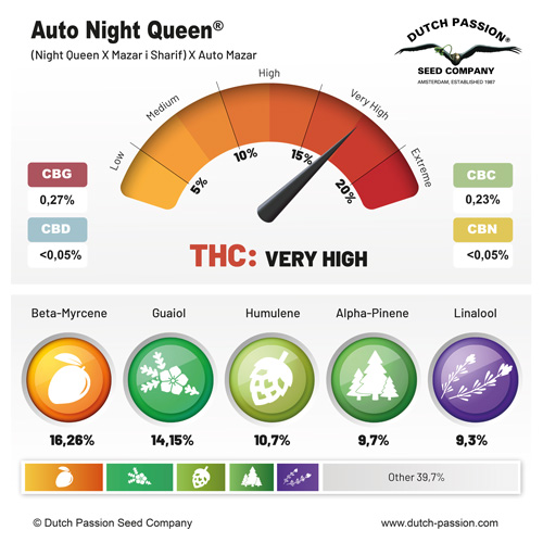 Auto Night Queen terpenes and cannabinoids